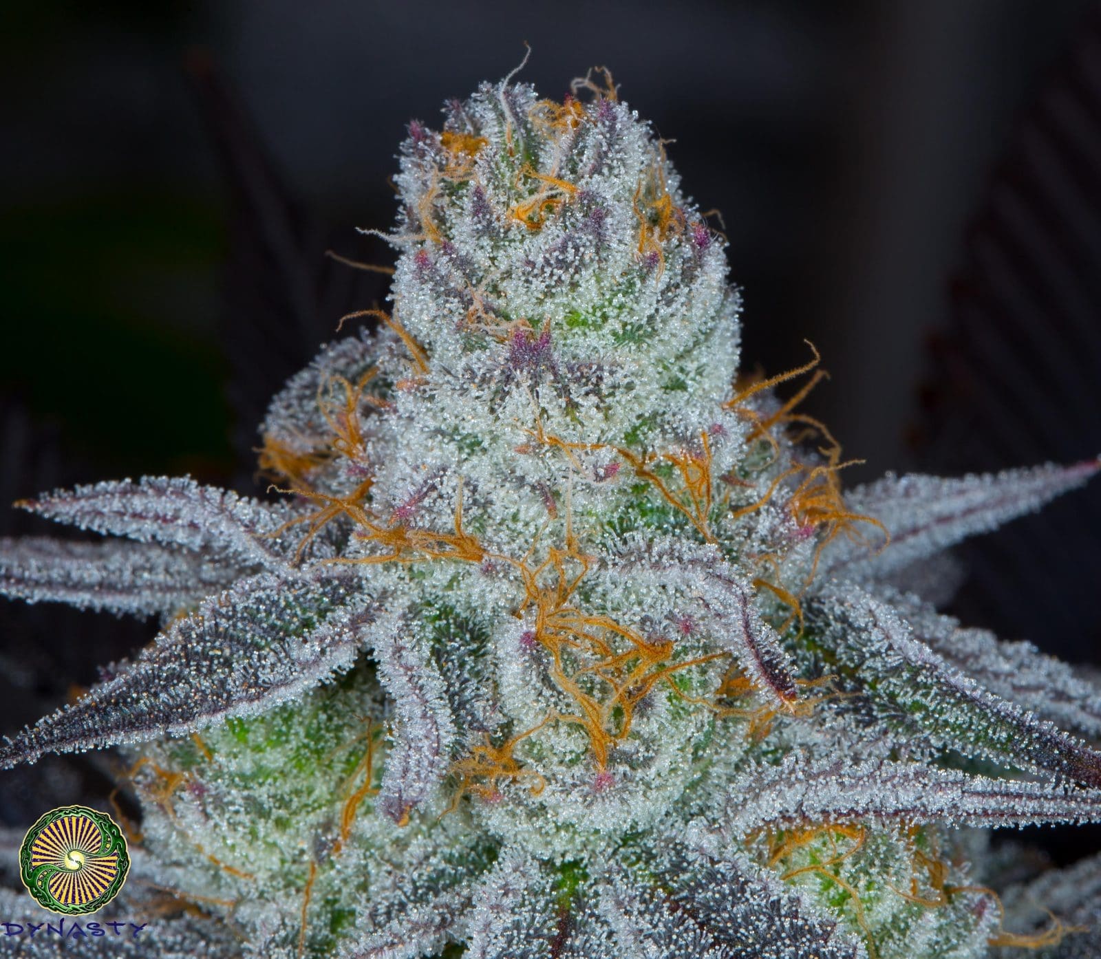 Lavender Sour Diesel 12 pack regs Dynasty Genetics + Freebie