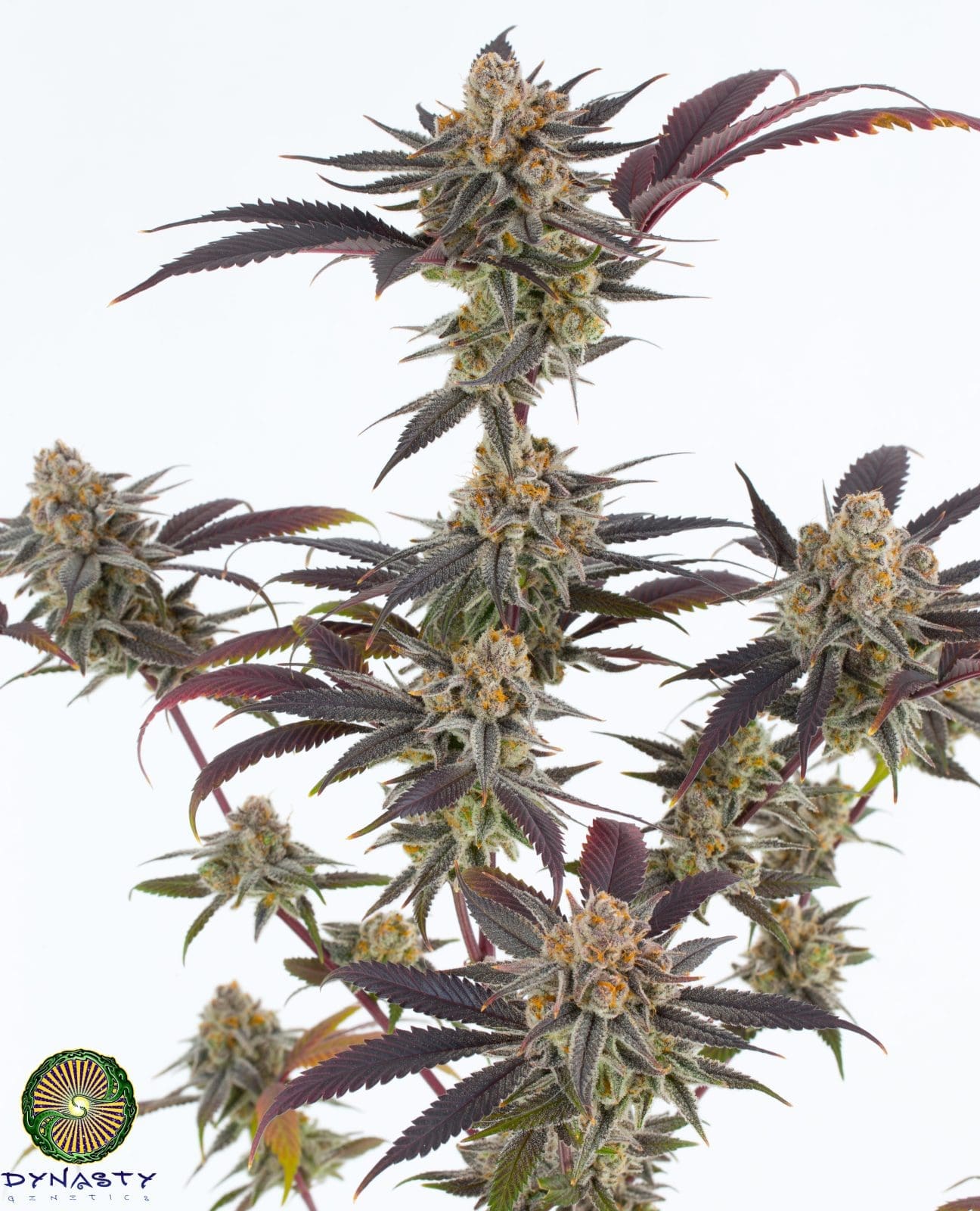 Lavender Sour Diesel 12 pack regs Dynasty Genetics + Freebie - Image 2