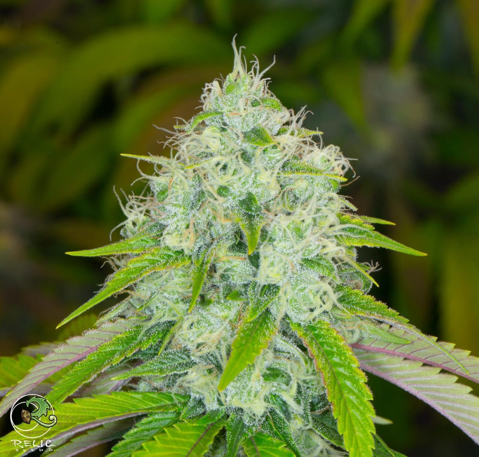 Relic SSSD (Super Silver Sour Diesel) 12 pack regs Relic Genetics + Sour Affy Freebie