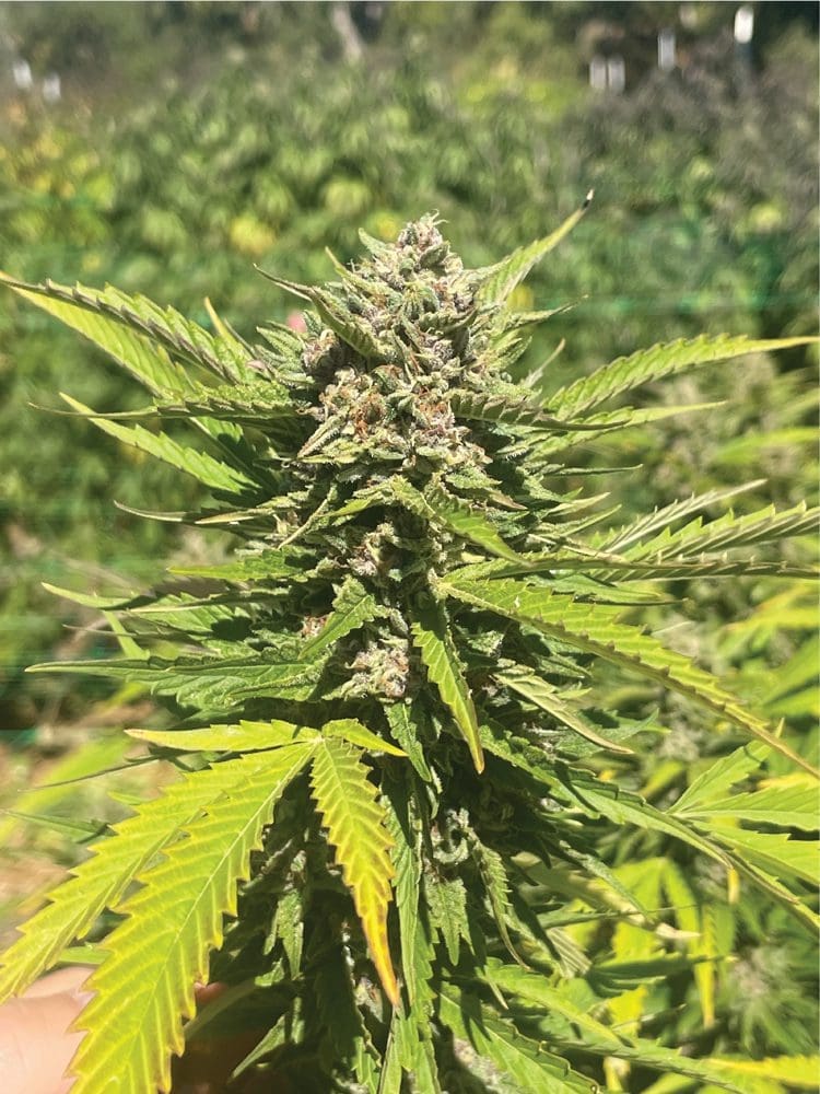Banana Melt Fems - Humboldt Seed Co.