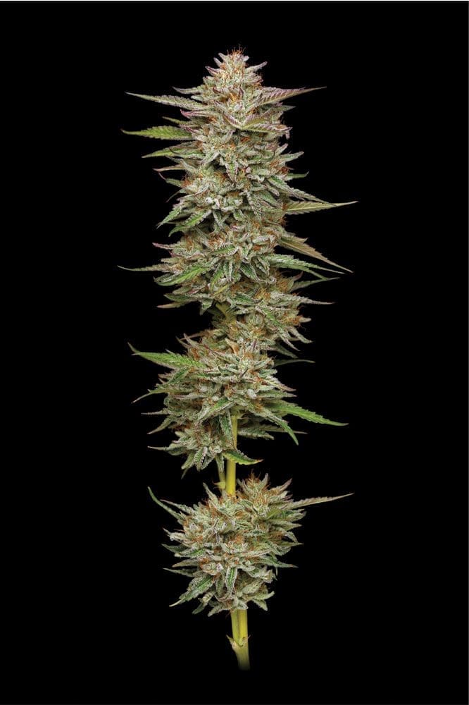 Banana OG Fems - Humboldt Seed Co.