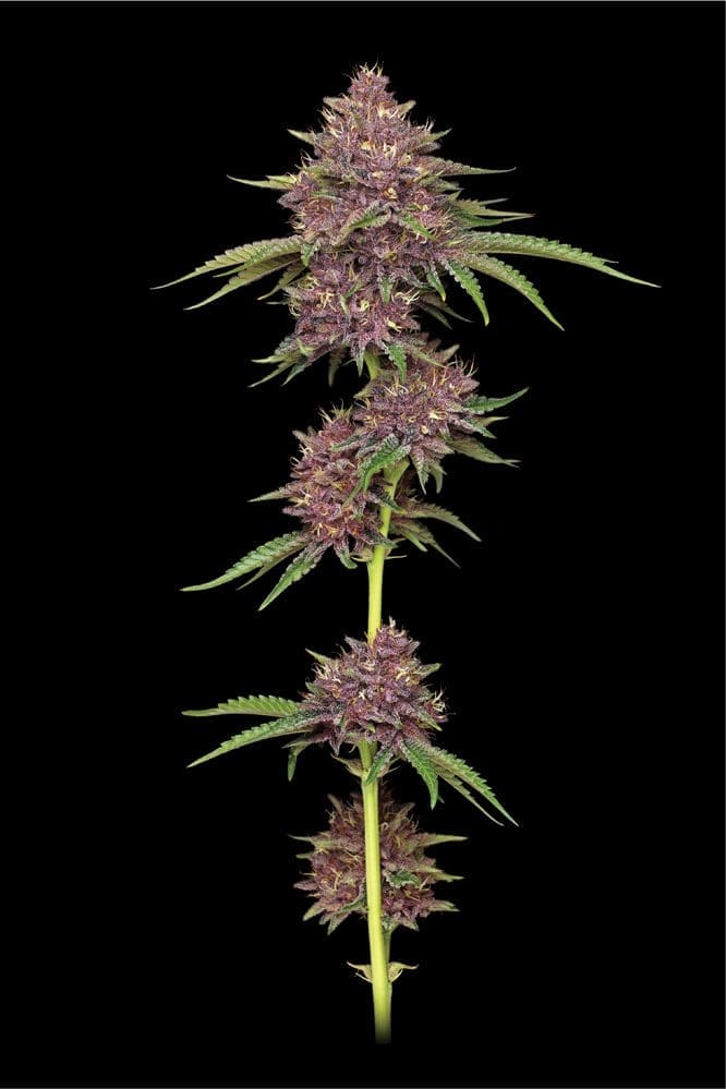Purpz Fems Humboldt Seed Co.