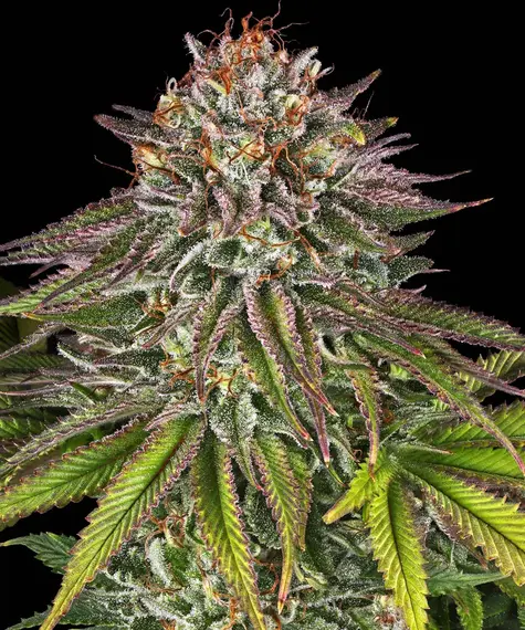 CRITICAL KUSH FEMS