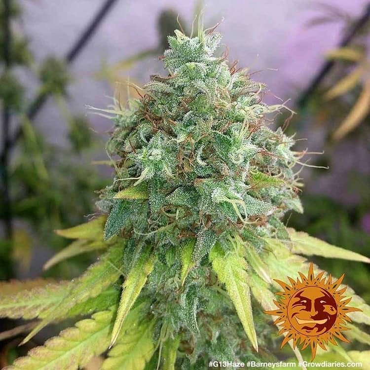 G13 HAZE FEMS