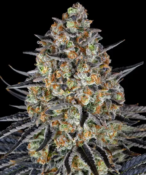 LSD FEMS