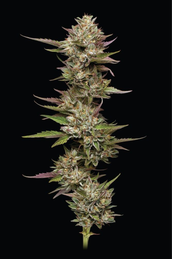Moon Fog Fems Humboldt Seed Co.