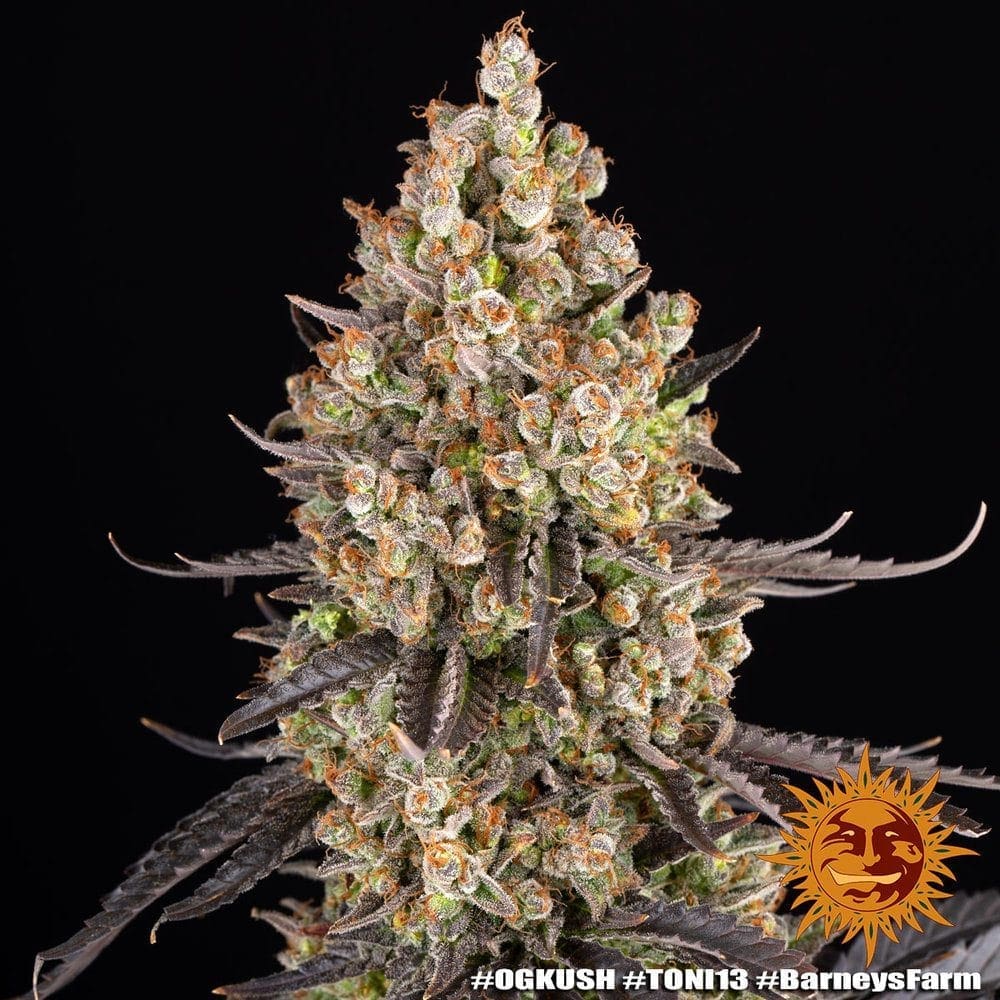 OG KUSH FEMS - Image 3