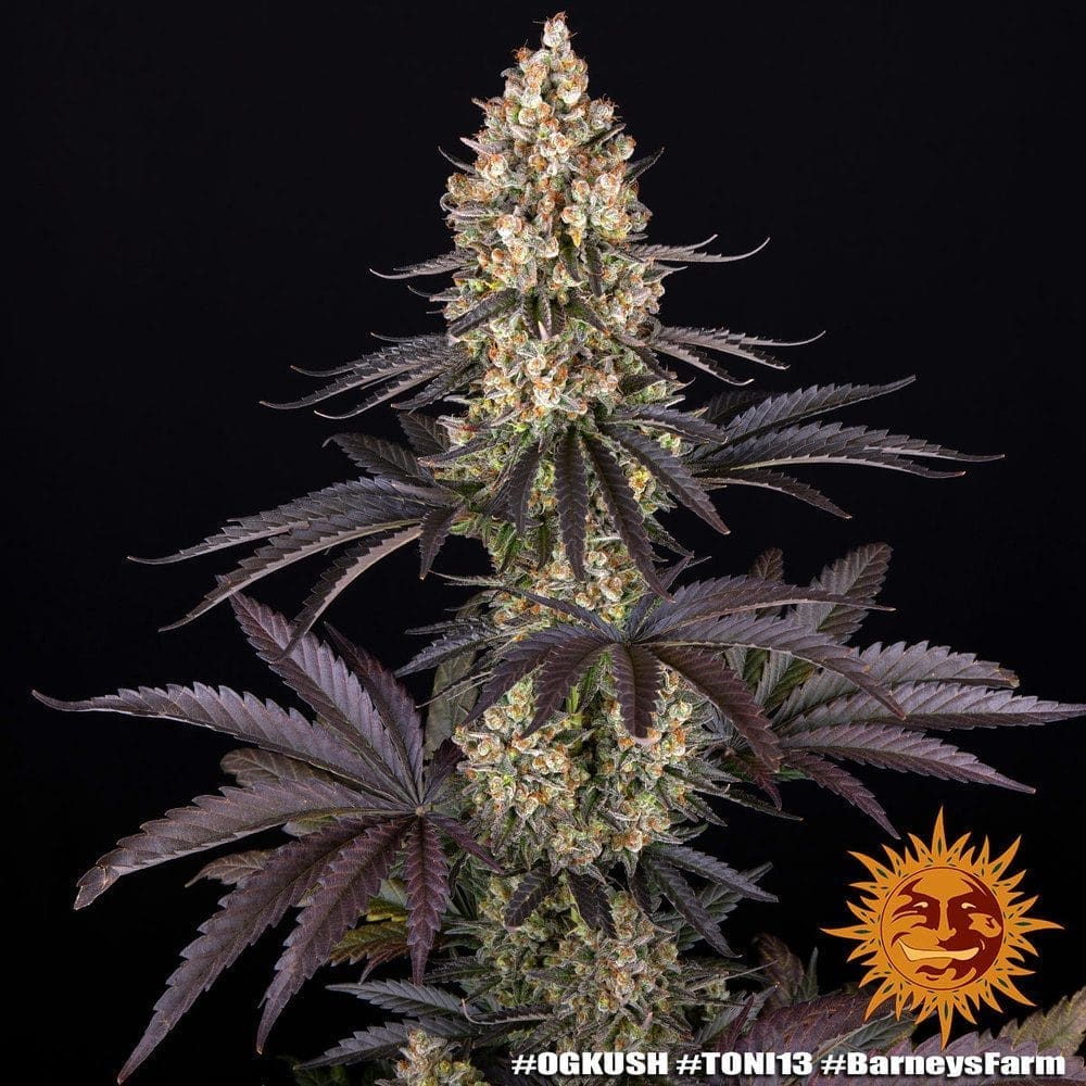 OG KUSH FEMS - Image 5