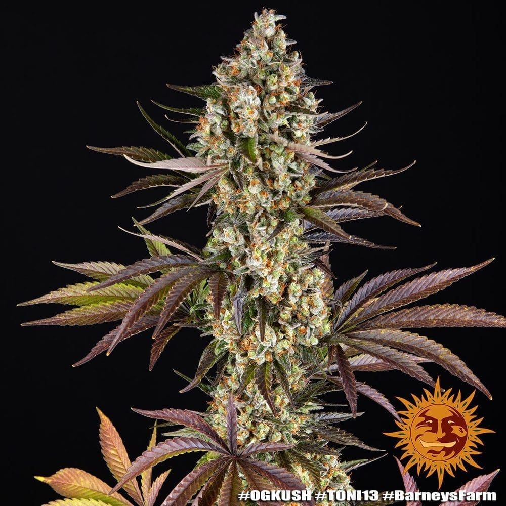 OG KUSH FEMS - Image 4