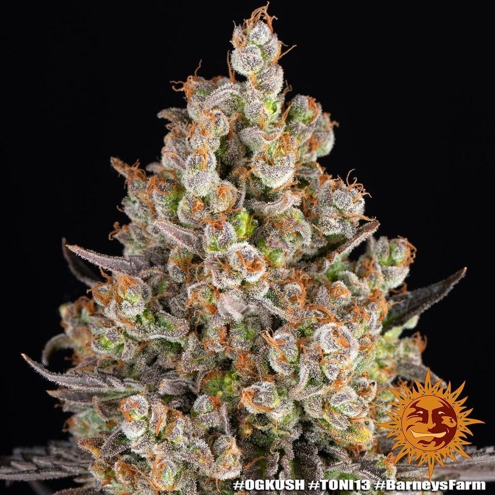 OG KUSH FEMS - Image 2