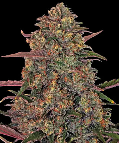 PINEAPPLE CHUNK FEMS