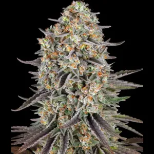SOUR STRAWBERRY FEMS