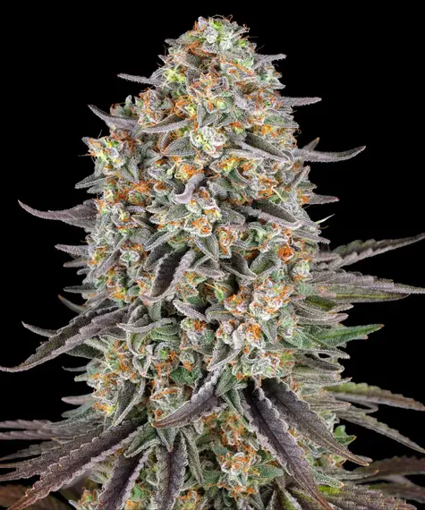 SOUR STRAWBERRY FEMS