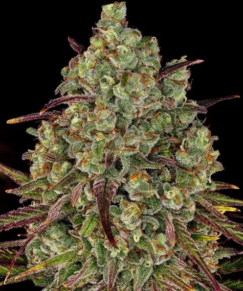 TANGERINE DREAM FEM