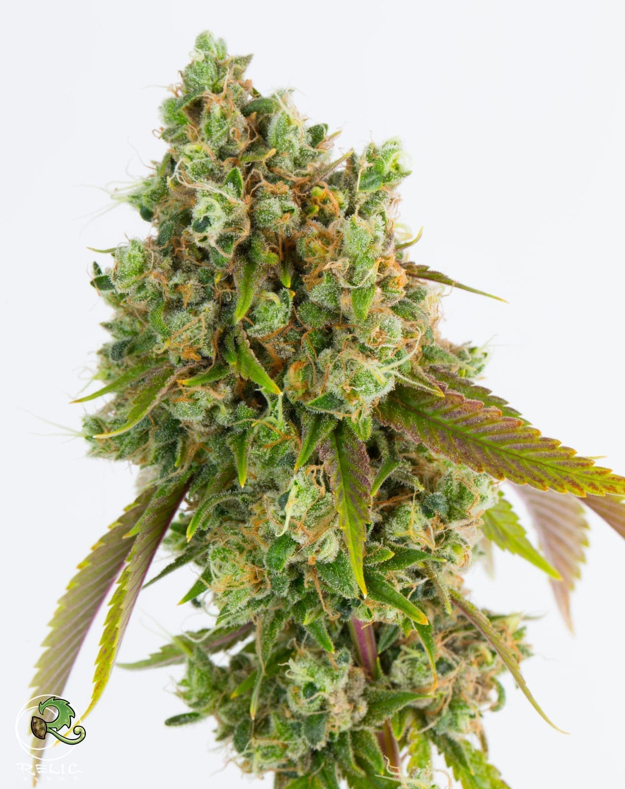 RELIC SOUR DIESEL REGS PLUS RELIC FREEBIE