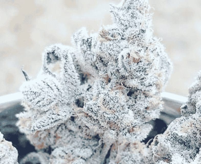 JELLY BREATH S1 FEM