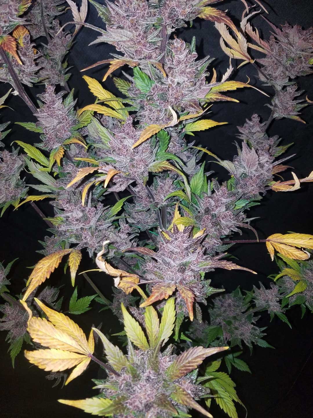 LSD-25 AUTOFLOWER PLUS FAST BUDS FREEBIE
