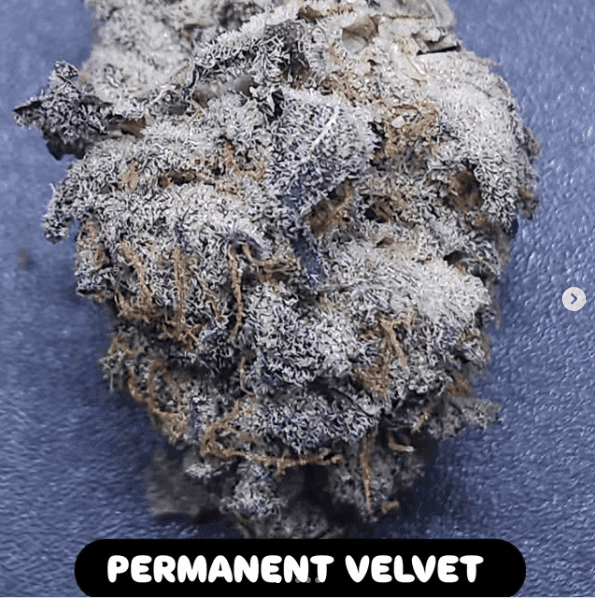 PERMANENT VELVET FEMS