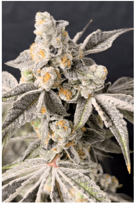 Blueberry Fudge 6ct Fems
