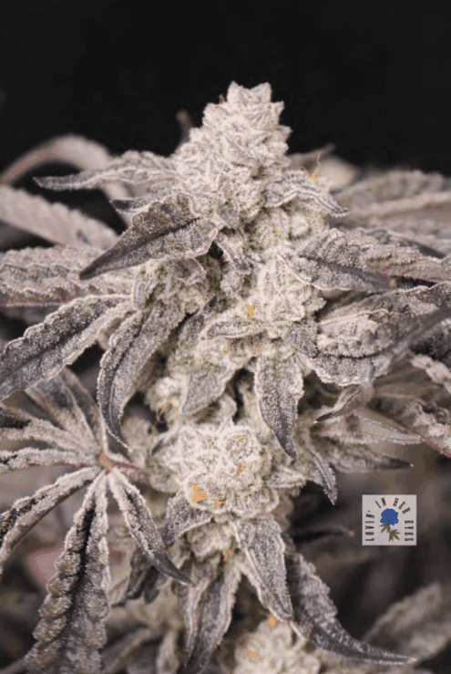 Blueberry Rose 6ct Fems