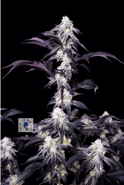 Blueberry Rose 6ct Fems - Image 2