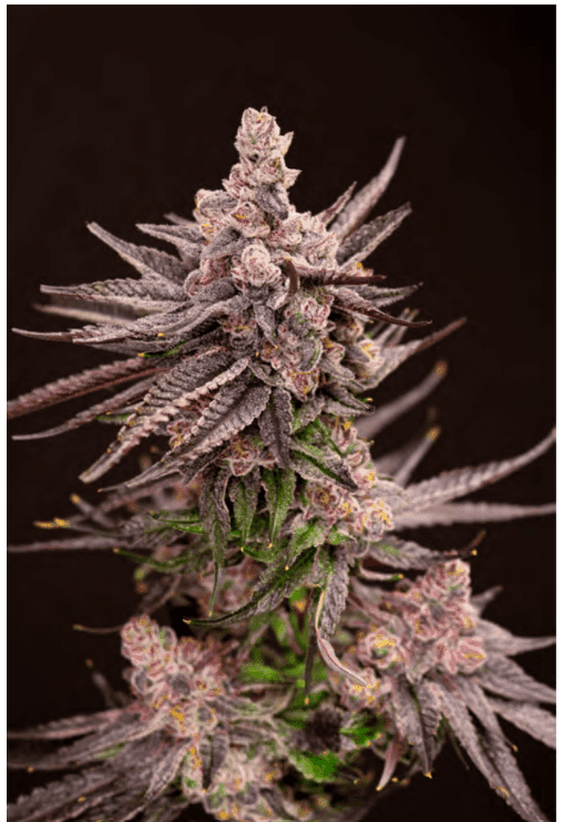 Depth Charge 6ct Fems