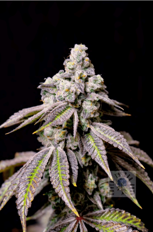 Funky Fuego 6ct Fems