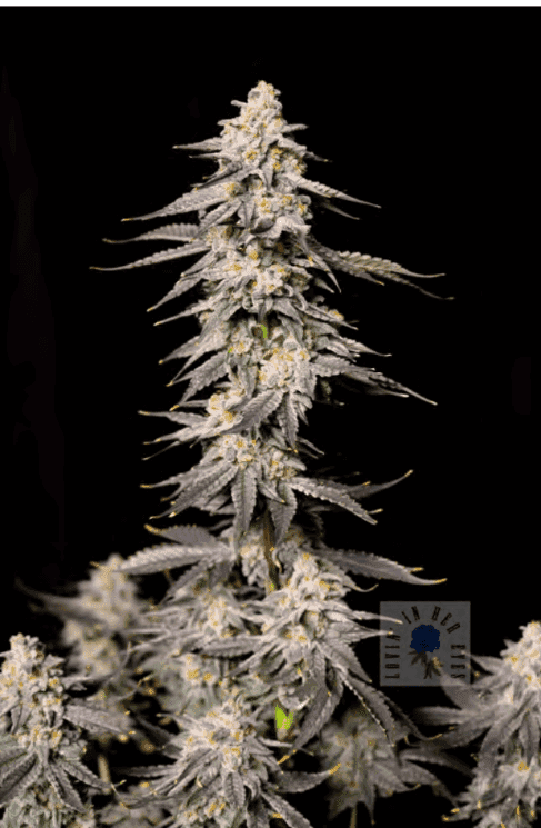 Roseberry 6ct Fems