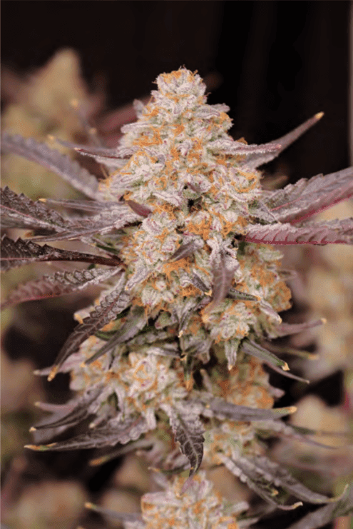 Strawberry Jambi 6ct Fems