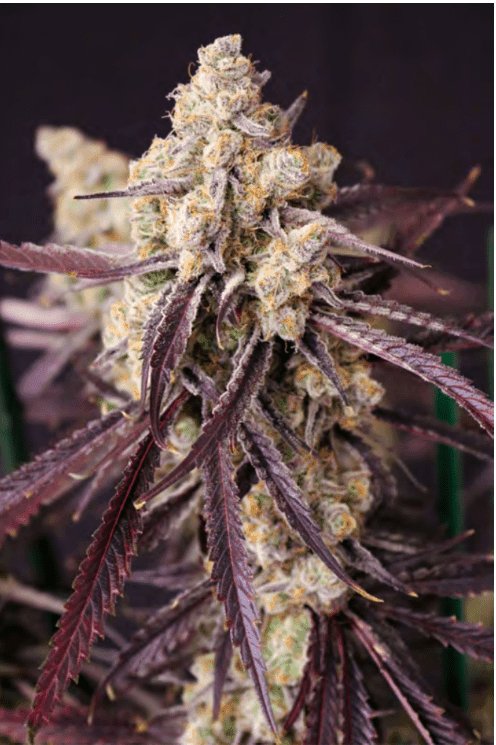 Straw-Lectric Lemonade 6ct Fems