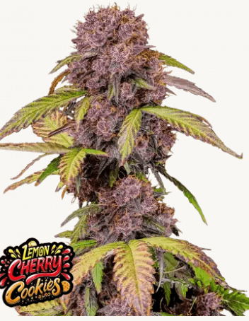Lemon Cherry Cookies Auto plus fast buds freebie