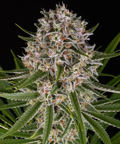 LEMON HAZE AUTOFLOWER
