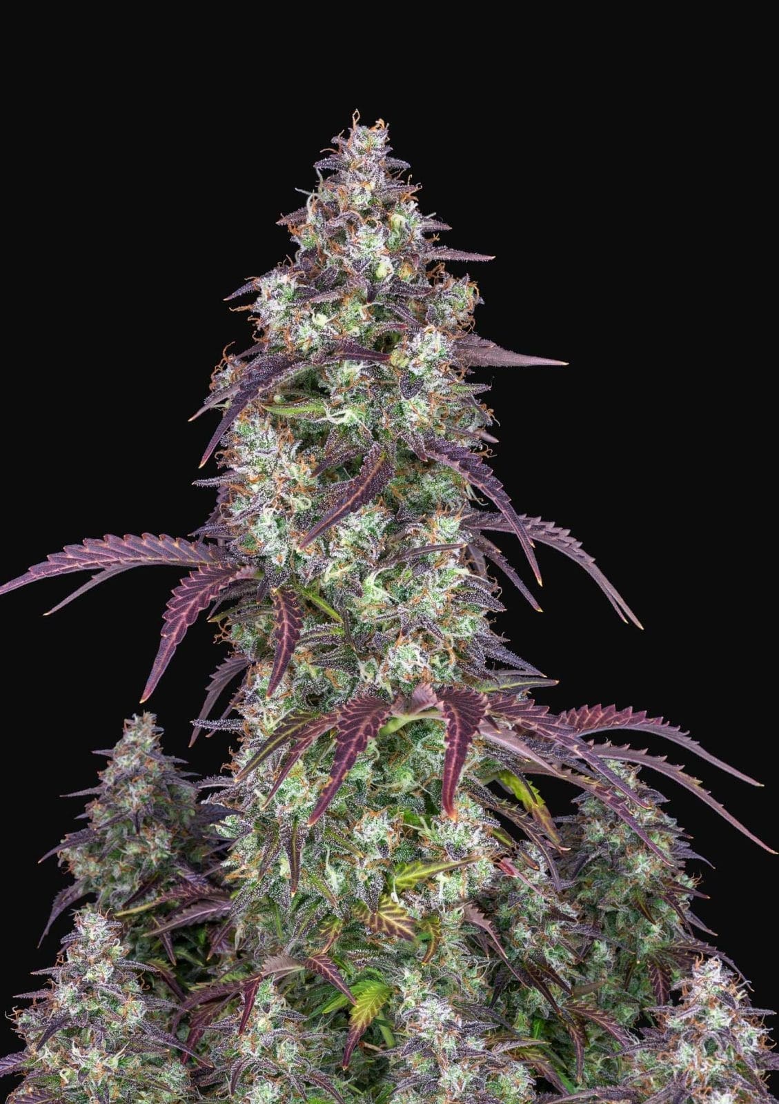 Lemon Pie Autoflower plus fast buds freebie