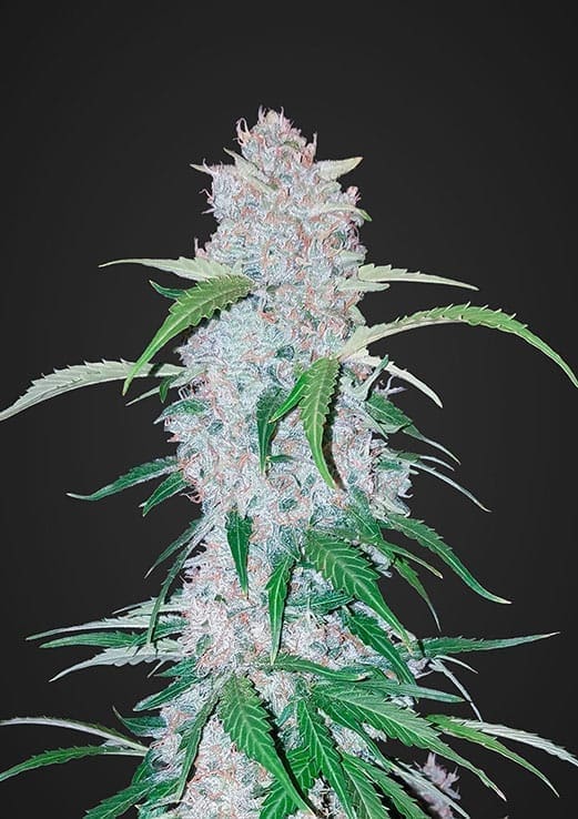 SIX SHOOTER AUTOFLOWER PLUS FAST BUDS FREEBIE