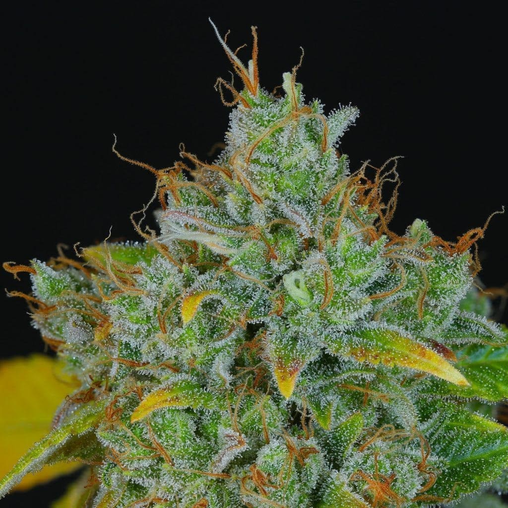 Sour Peach Cobbler V2 Regs Plus Dynasty Freebie