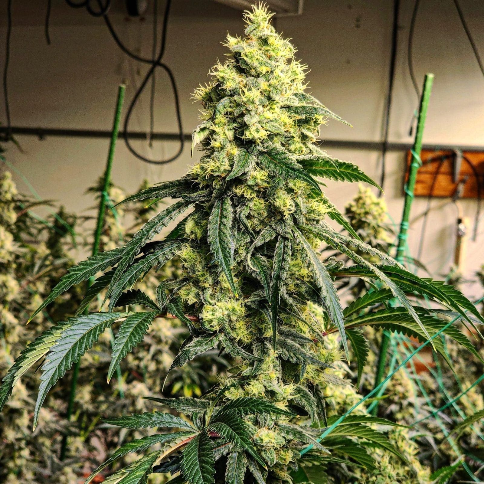 Sour G R1 Ethos Fems