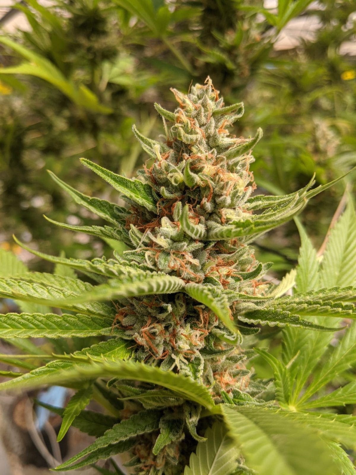 SFV COLOMBIAN 10ct REGS