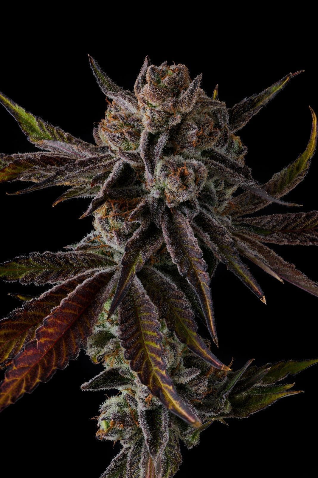 Purple Preserves - Compound Genetics Fems