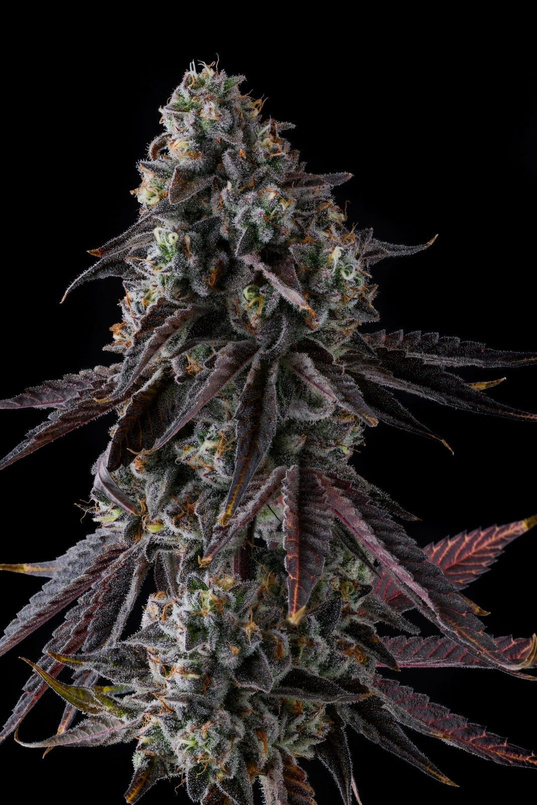 Fruit Riotz - Compound Genetics Fems