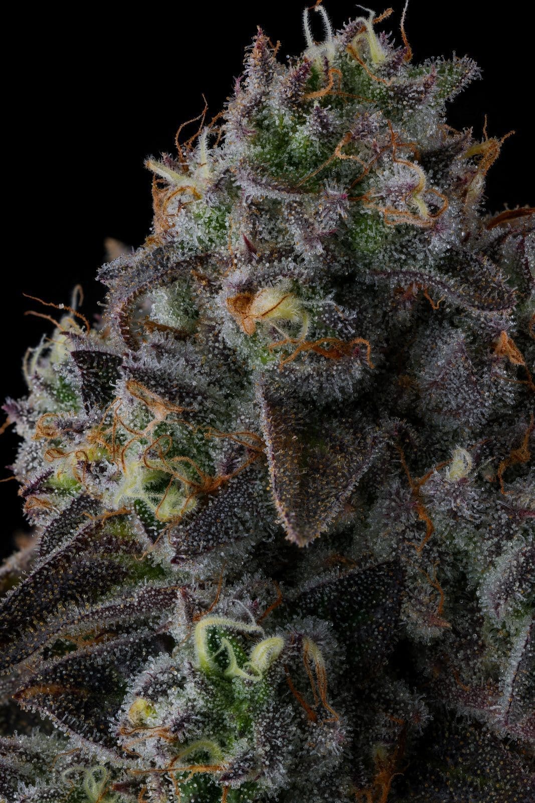 Fruit Riotz - Compound Genetics Fems - Image 2