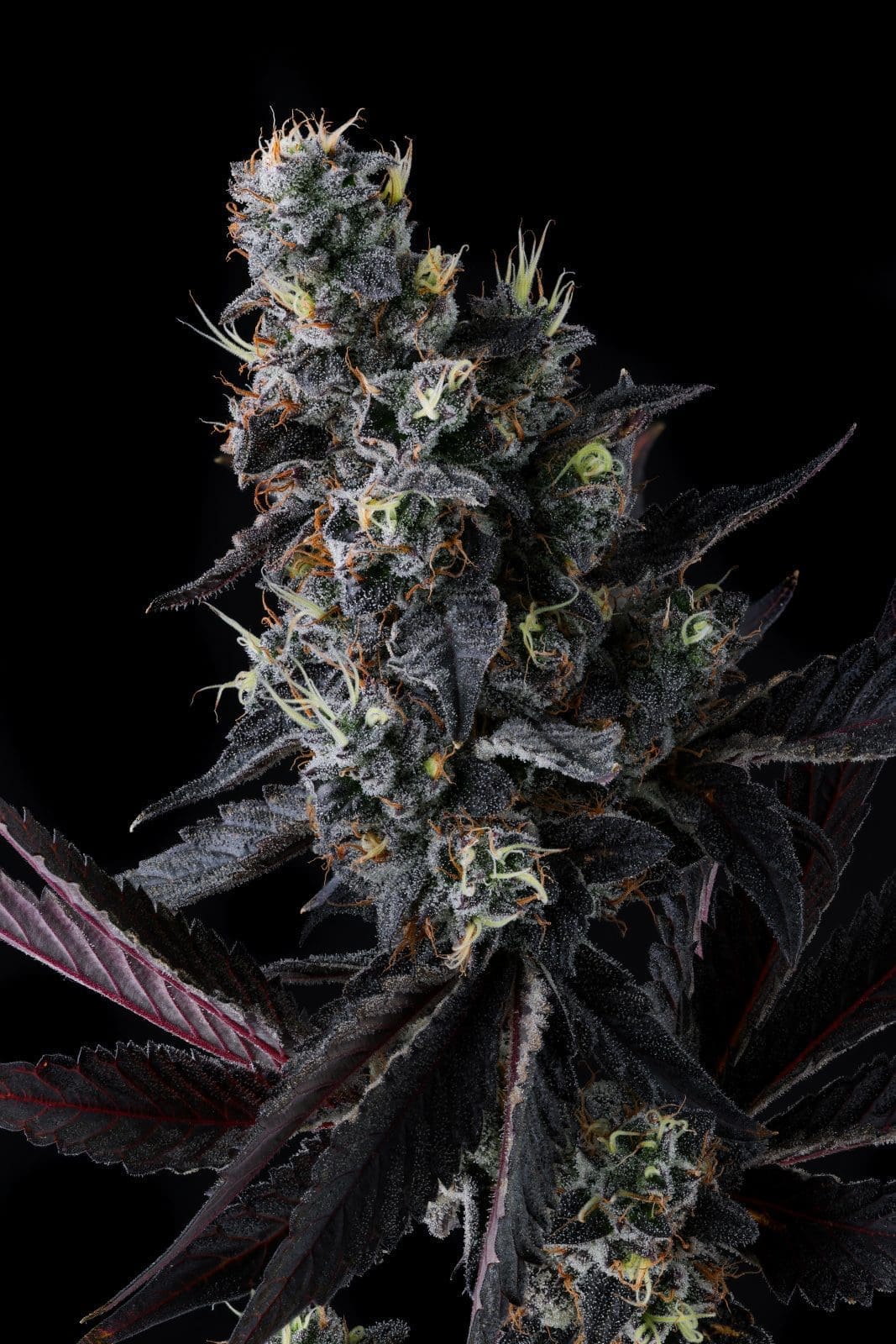 Giggin Grapes - Compound Genetics Fems