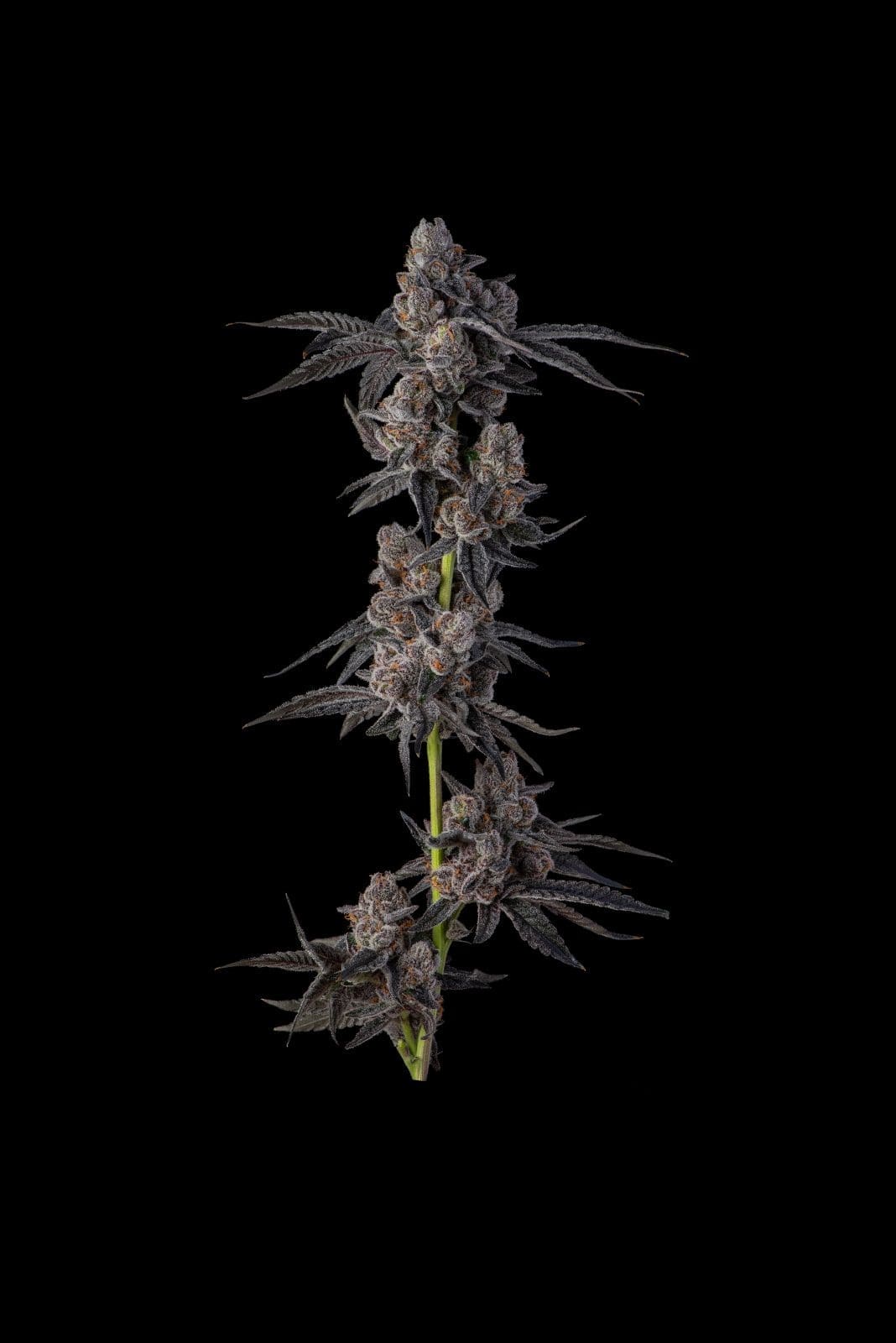 Mellowz - Compound Genetics Fems