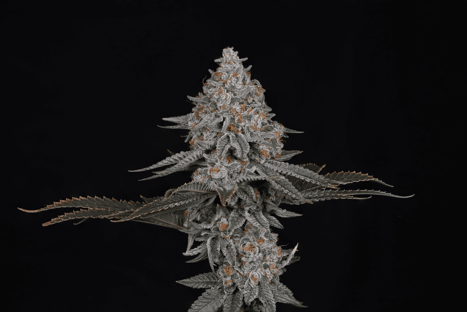 Pink Certz - Compound Genetics Fems