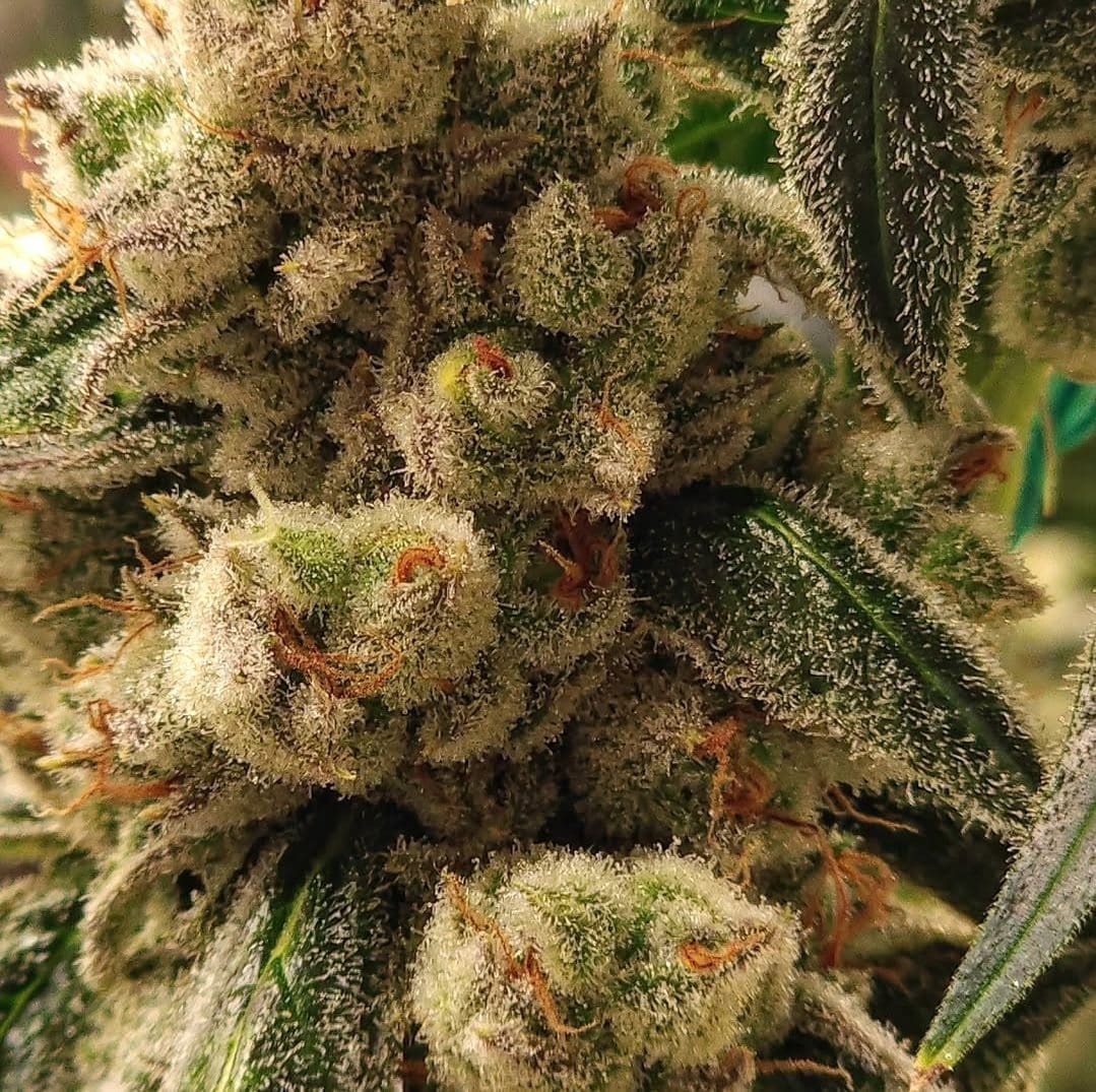 PLUTO COOKIES IBL AUTOFLOWER
