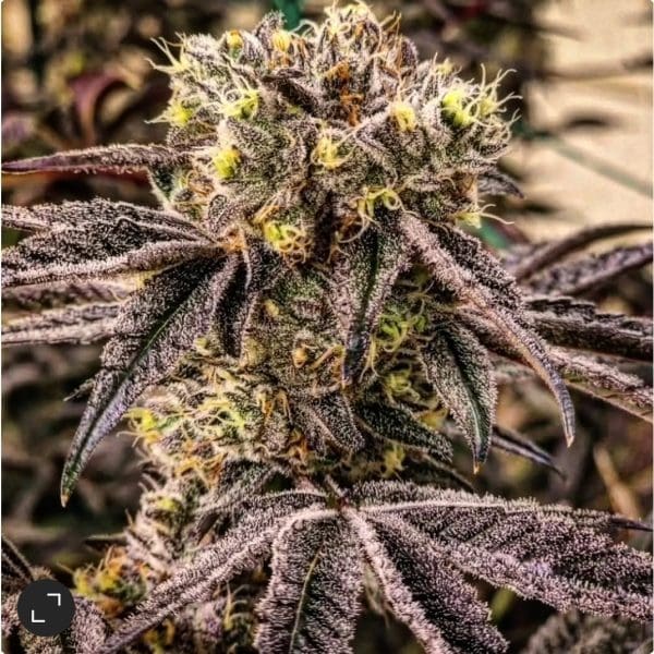 M.C. NUGGETS R1 FEMS