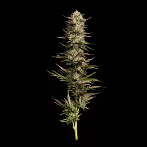 California Octane Triploid Fems - 3 ct Humboldt Seed Co.