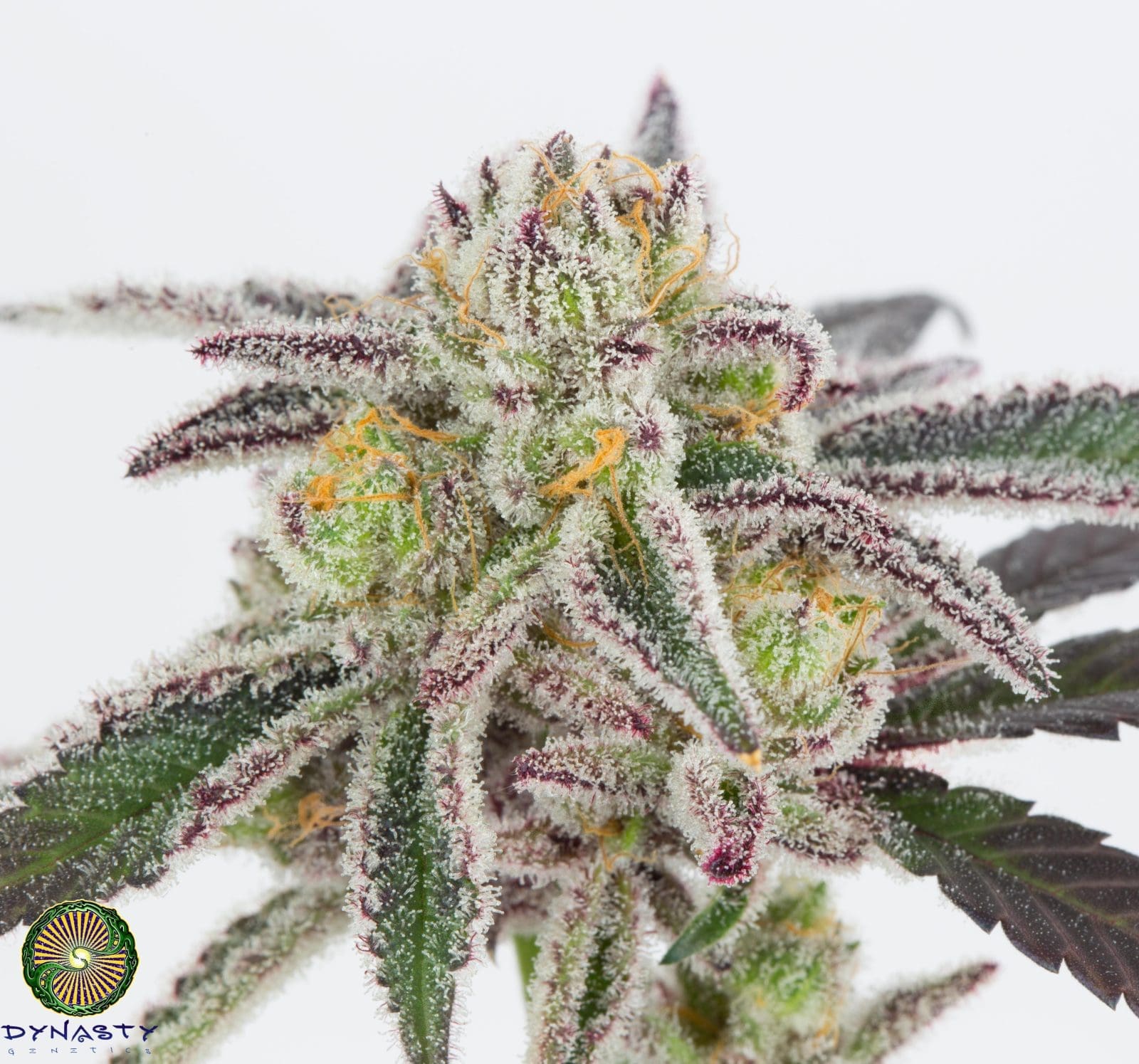 BLUE MAGOO BX4 REGS PLUS DYNASTY FREEBIE