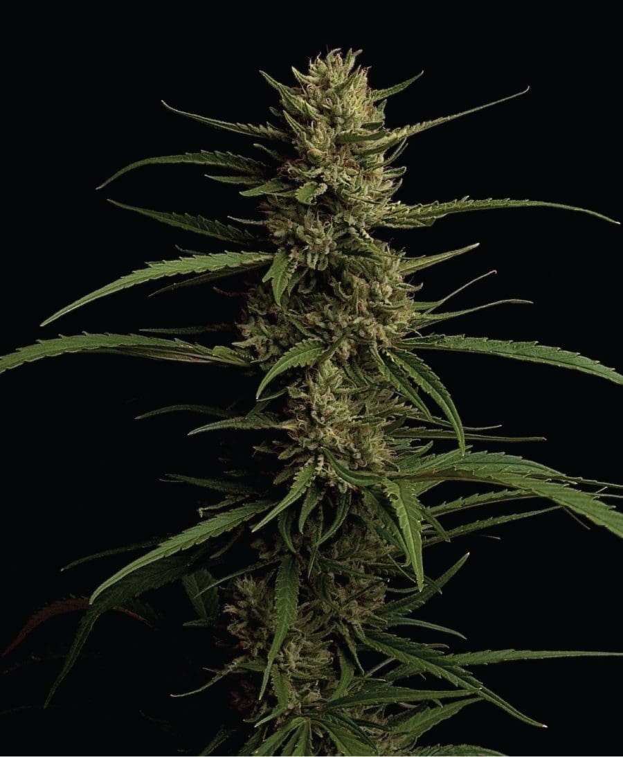 Caribbean Queen 10 fems - Humboldt Seed Co.
