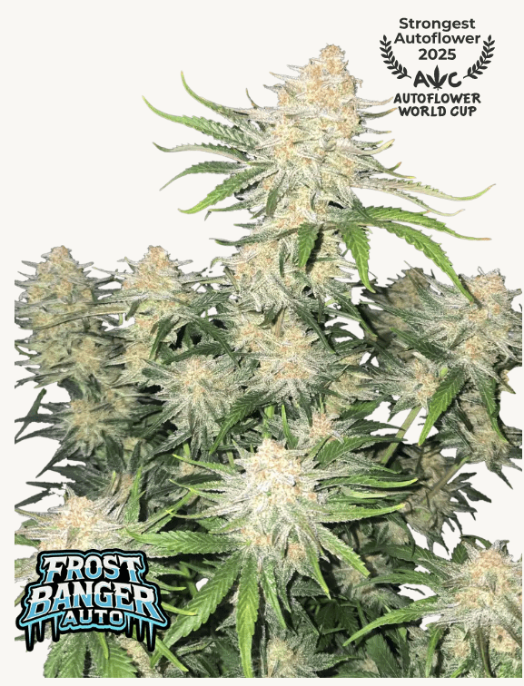 Frostbanger AUTOFLOWER PLUS FAST BUDS FREEBIE