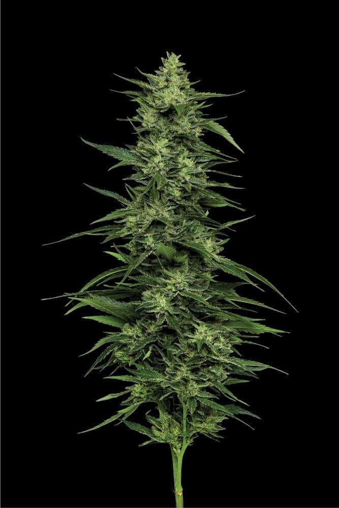 Limez 10 fems - Humboldt Seed Co